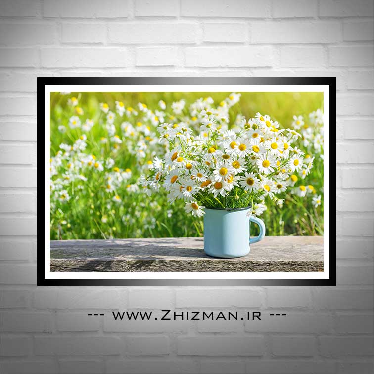 عکس گل بابونه سفید