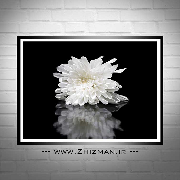 عکس گل داوودی سفید